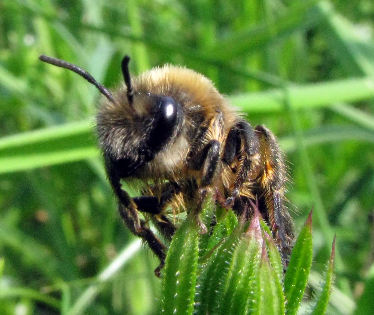 Possibile femmina di Colletes cunicularius